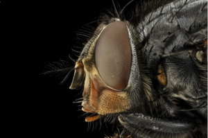 Insects
