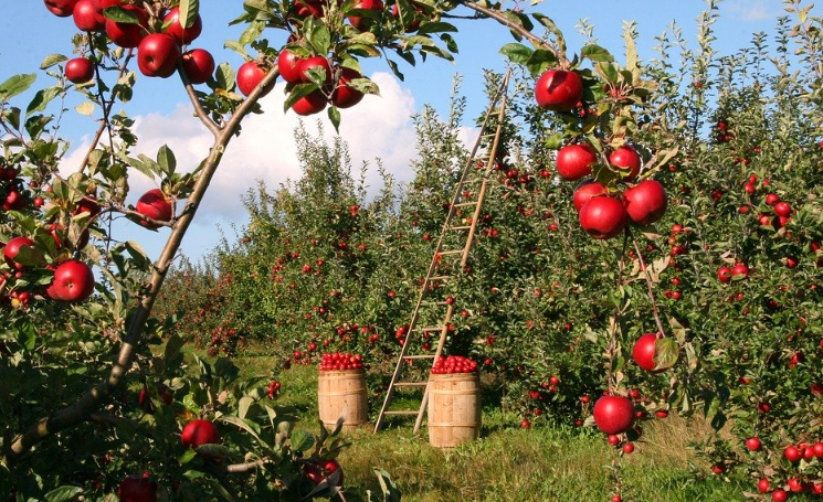 apple field