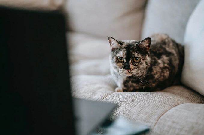 cat